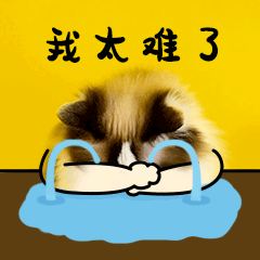 應屆生身份很值錢？！大學畢業(yè)考公or考研，關鍵在于……